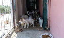 Mahalleliyi ayağa kaldıran koku! Evin içinden yaklaşık 100 kedi çıktı