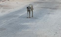 Şanlıurfa'da sokak köpeği dehşeti:  3 yaşındaki çocuk hastanelik oldu