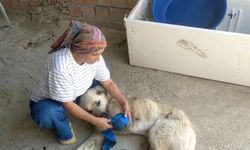 Serik'te çoban köpeği kurşunlanarak bacağından edildi: Acılı sahibinden adalet çağrısı