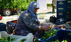 Geçen yıl don vurdu, bu yıl hasat başladı! Ankara'da yaz armudunda 200 ton rekolte beklentisi