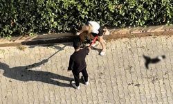 Çukurova'da ağızlıksız pitbull dehşeti: Köpeğin sahibine ceza kesildi