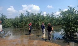 Samsun'da kuvvetli yağışlar tarım alanlarını vurdu: Hasar tespit çalışması yapılıyor
