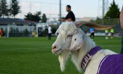 Keçiörengücü’nde sıra dışı maskot: Tiftik Pendikspor maçında sahada
