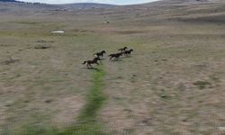 Ankara'nın yılkı atları dörtnala yaylalarda!