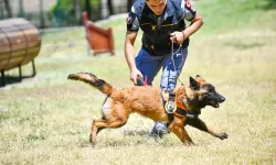 Ankara’da K9 ekipleri 7/24 sahada! Başkent’in kritik noktalarında güvenlik nöbeti
