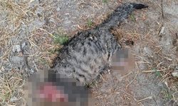 Kütahya'da kedi vahşeti! Başını ve ayaklarını kesip apartman önüne bıraktılar
