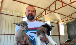 İki cüce keçiyle başladı, 2 yılda 90 anaç keçiye ulaştı! Ayaş’ta sıra dışı çiftlik