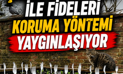 Bahçelerde Çatal Kullanımı ile Fideleri Koruma Yöntemi Yaygınlaşıyor