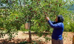 Çubuk vişnesinin sırrı ortaya çıktı! Lezzeti ve aromasıyla fark yaratıyor