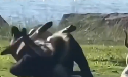 Köpek sahiplerinin kavgasına pitbull da karıştı! O anlar kamerada