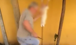 Güngören'de okul bahçesinde tavşan kesen şüpheli gözaltına alındı