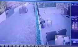 Dikili'de köpeklere ateş açtı, ölen köpeği sürükledi! Görüntüler tepki çekti