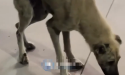 Köfteci Yusuf şubesi önündeki köpeğin görüntüsü tepki çekti: “Yürümeye mecali yok”