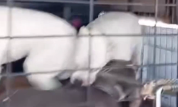 Silivri’de tepki çeken görüntü: 4 pitbull aynı kafese konuldu, birbirlerine saldırdılar!