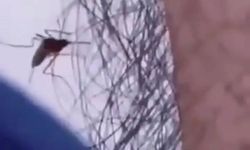 Sivrisineklerin erkekleri neden daha az ısırdığı belli oldu: Deriye ulaşamıyorlarmış!