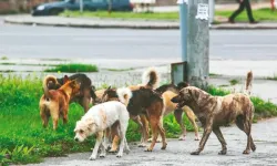 Yargıtay'dan emsal karar: Köpeklerin saldırısında malul kalan kadın tazminat kazandı