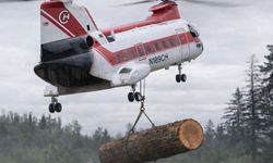 Avustralya'da doğa kurtarma operasyonu: Kütükler helikopterle suya indirildi!