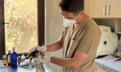 Sincan’da sahipsiz hayvanlar için kapsamlı bakım ve tedavi seferberliği