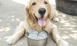 Kedi ve köpeklere buz verenler dikkat! Serinletirken bu hatayı yapmayın