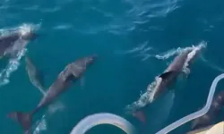 Bartın açıklarında sürpriz karşılaşma! Tekneye eşlik ettiler