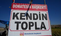 Ayaş’ta domates hasadında yeni dönem: Vatandaş tarlasına girip kendi topluyor