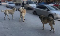 81 ilde yeni denetim başlıyor! Müfettişler sahaya inecek