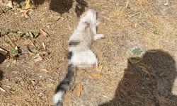 Kütahya'da dehşete düşüren olay!Kedi bacakları kesilmiş halde bulundu