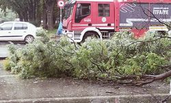 Ankara'da sağanak etkili oldu! Ağaç yola devrildi