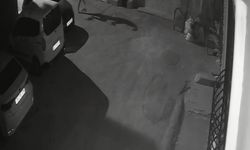 İzmir'de sahibinden köpeğe acımasız tekme kamerada!