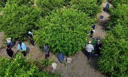 Adana'da limon dalda kaldı! Üretici alıcı bekliyor