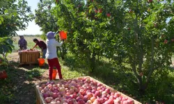 Amasya'da 2 bin yıllık lezzet! Hasat başladı