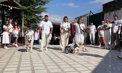 Ankara'da 19 köpek podyuma çıktı, hepsi yuva buldu!
