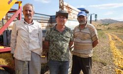 Polatlı'da kabak çekirdeği hasadı başladı!