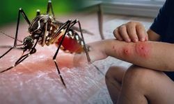 Türkiye için kritik uyarı! Sivrisineklerin taşıdığı virüsler yayılıyor
