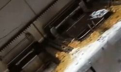 Aydın'da bir balık restoranının mutfağı görüntülendi: Hijyen koşulları tepki çekti