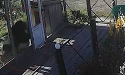 Rusya’da ayı ile köpek boğuştu! O anlar kameraya yansıdı