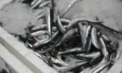 Balıkçıların yüzü gülüyor! Palamut ve hamsi tezgahları doldurdu