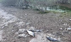 Çanakkale'de yüzlerce balık telef oldu!