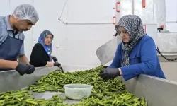 Çubuk’ta turşu mesaisi başladı! Festival öncesi hazırlıklar hızlandı