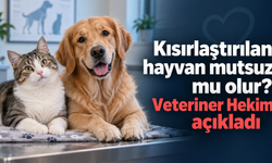 Kısırlaştırılan hayvan mutsuz mu olur? Veteriner Hekim açıkladı