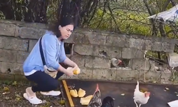 Sokak köpekleri için bıraktığı ekmekleri tavuklar yiyince sinirlendi: “Sokaklar babanızın çiftliği değil”