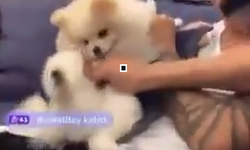 Canlı yayındaki görüntüler tepki çekti: Çocuklara yönelik sözleri ve köpekle ilgili hareketleri gündem oldu