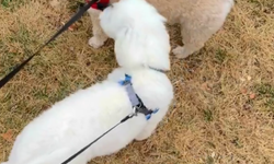 Parkta köpeğini sevmek isteyen çocukla ilgili tartışma: “İzin verirsem sevmeli”