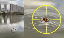 Göksu Parkı’nda yürek burkan görüntü! Balık suyun yüzeyine çıktı, Ankara’da “ne oluyor?” sorusu gündeme geldi