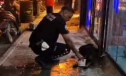 Av tüfeğiyle sokak köpeğini vurdu iddiası! Şüpheli yakalandı