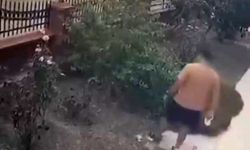 İzmir'de yavrulu kediye tekme attı! O anlar kamerada