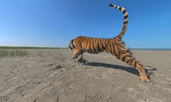 Kazakistan’da kaplanlar doğaya dönüyor: Tarih verildi!
