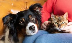 Tüy dökülmesi normal ama bu belirtiler değil! Kedi ve köpek sahiplerine kritik uyarı