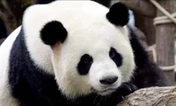 Çin’den ABD’ye panda diplomasisi hamlesi