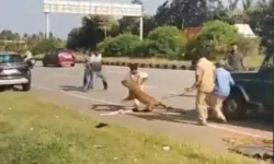 Yaralı leopar kurtarma ekibine saldırdı: O anlar kamerada